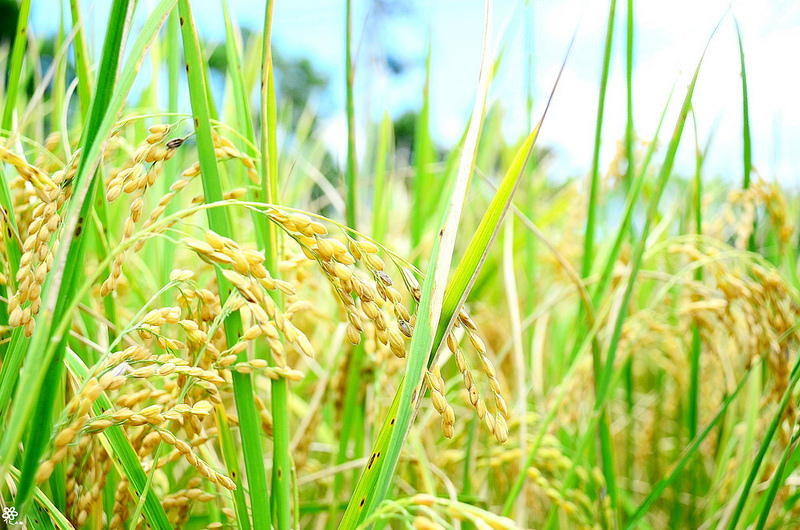 Bon Bon Hair X 台東景點推薦 (32)