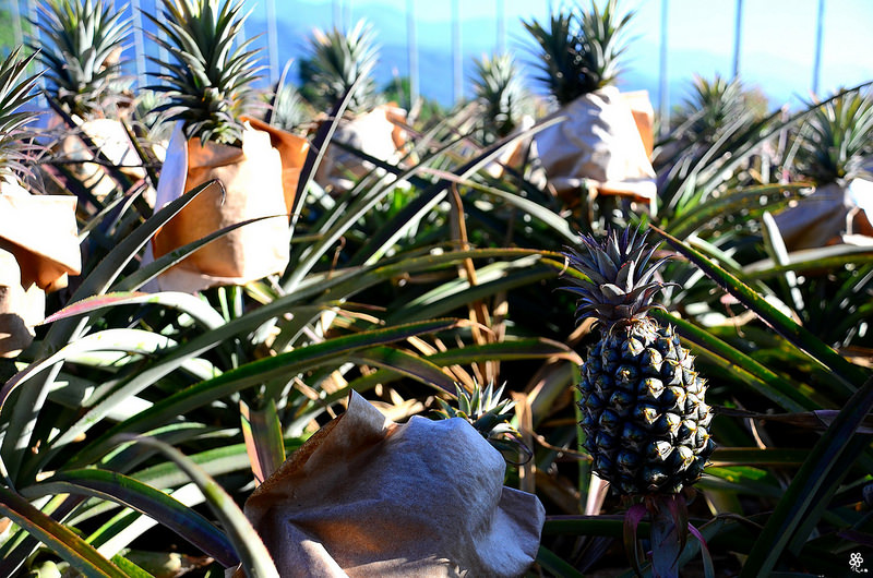 Bon Bon Hair X 台東景點推薦 (97)