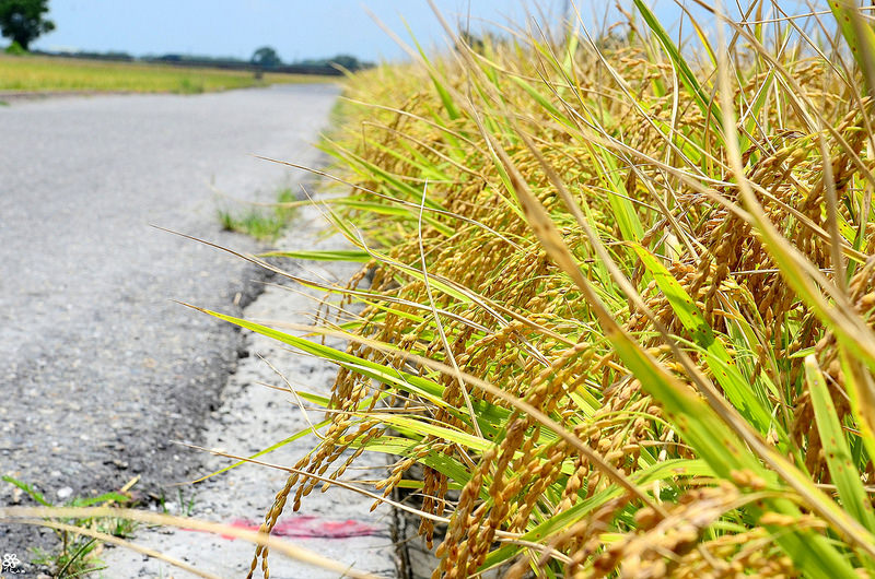 Bon Bon Hair X 台東景點推薦 (38)