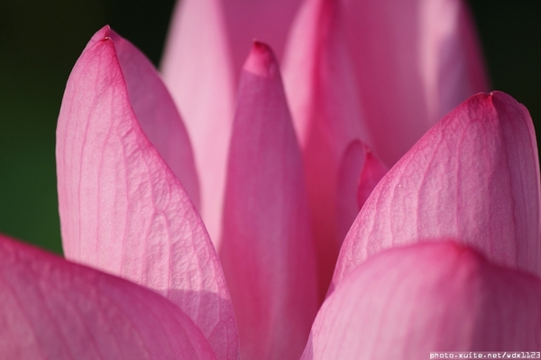 五福圳自行車道: 賞荷趣☼清水趙家古厝&五福圳自行車道~103.05.31