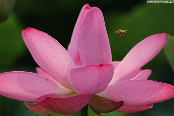 五福圳自行車道: 賞荷趣☼清水趙家古厝&五福圳自行車道~103.05.31
