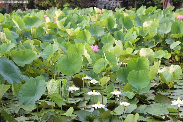 五福圳自行車道: 賞荷趣☼清水趙家古厝&五福圳自行車道~103.05.31