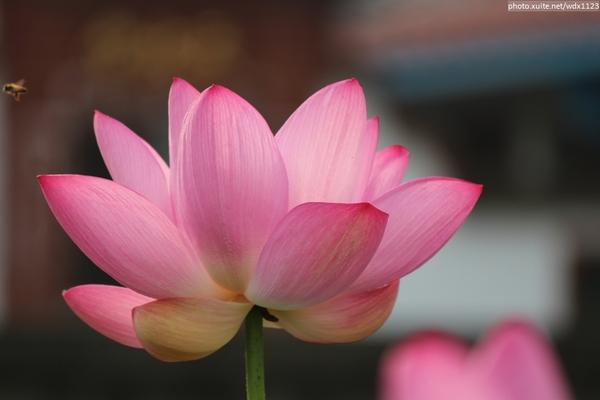 五福圳自行車道: 賞荷趣☼清水趙家古厝&五福圳自行車道~103.05.31