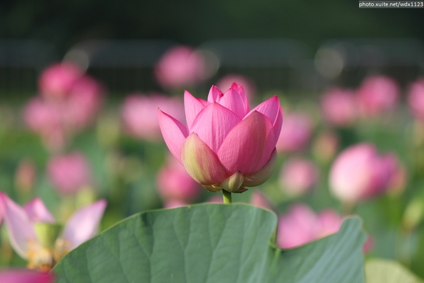 五福圳自行車道: 賞荷趣☼清水趙家古厝&五福圳自行車道~103.05.31
