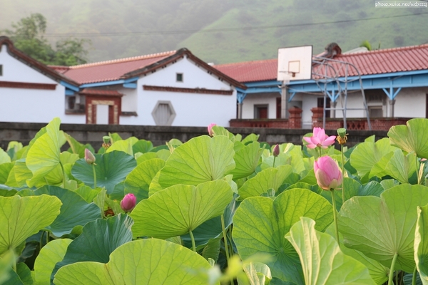 五福圳自行車道: 賞荷趣☼清水趙家古厝&五福圳自行車道~103.05.31