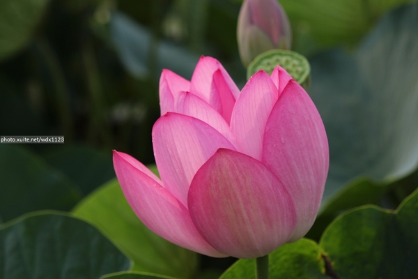 五福圳自行車道: 賞荷趣☼清水趙家古厝&五福圳自行車道~103.05.31