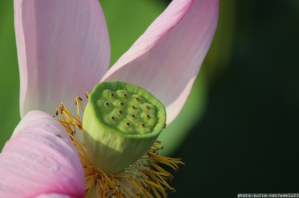五福圳自行車道: 賞荷趣☼清水趙家古厝&五福圳自行車道~103.05.31