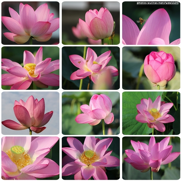 五福圳自行車道: 賞荷趣☼清水趙家古厝&五福圳自行車道~103.05.31