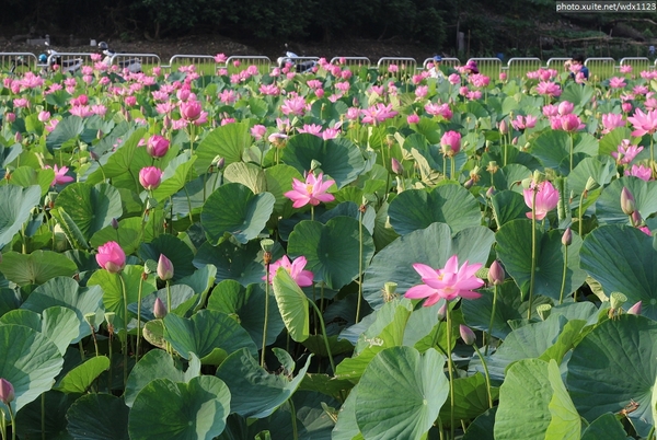 五福圳自行車道: 賞荷趣☼清水趙家古厝&五福圳自行車道~103.05.31