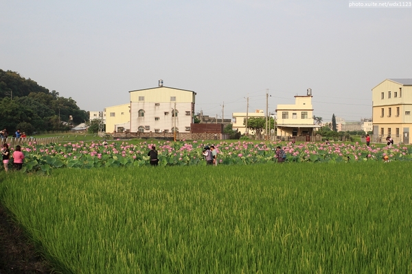 五福圳自行車道: 賞荷趣☼清水趙家古厝&五福圳自行車道~103.05.31