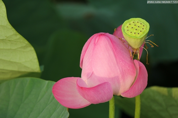 五福圳自行車道: 賞荷趣☼清水趙家古厝&五福圳自行車道~103.05.31