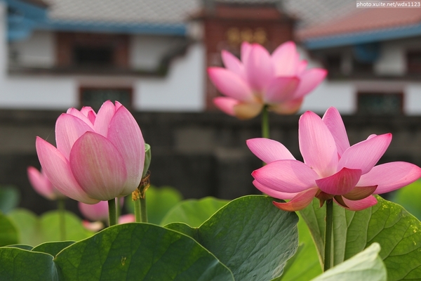 五福圳自行車道: 賞荷趣☼清水趙家古厝&五福圳自行車道~103.05.31