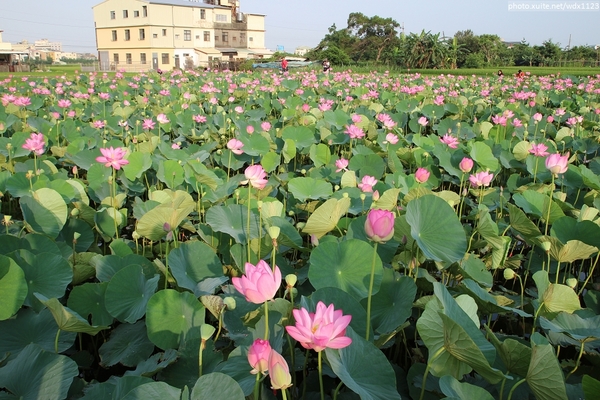 五福圳自行車道: 賞荷趣☼清水趙家古厝&五福圳自行車道~103.05.31
