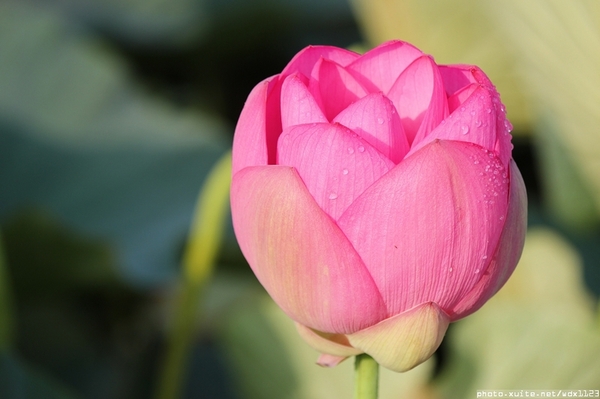 五福圳自行車道: 賞荷趣☼清水趙家古厝&五福圳自行車道~103.05.31