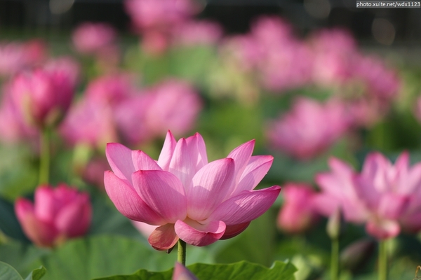 五福圳自行車道: 賞荷趣☼清水趙家古厝&五福圳自行車道~103.05.31