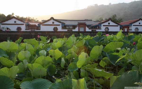 五福圳自行車道: 賞荷趣☼清水趙家古厝&五福圳自行車道~103.05.31