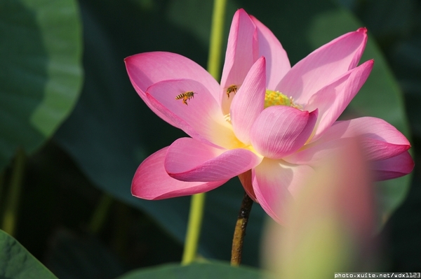 五福圳自行車道: 賞荷趣☼清水趙家古厝&五福圳自行車道~103.05.31