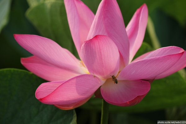 五福圳自行車道: 賞荷趣☼清水趙家古厝&五福圳自行車道~103.05.31