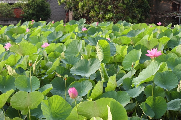 五福圳自行車道: 賞荷趣☼清水趙家古厝&五福圳自行車道~103.05.31