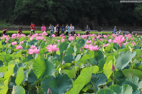 五福圳自行車道: 賞荷趣☼清水趙家古厝&五福圳自行車道~103.05.31