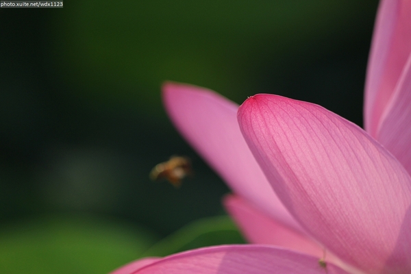 五福圳自行車道: 賞荷趣☼清水趙家古厝&五福圳自行車道~103.05.31