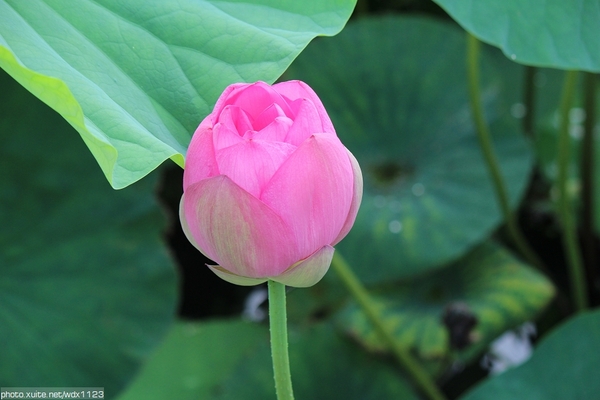 五福圳自行車道: 賞荷趣☼清水趙家古厝&五福圳自行車道~103.05.31