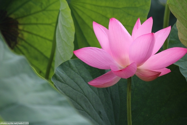 五福圳自行車道: 賞荷趣☼清水趙家古厝&五福圳自行車道~103.05.31