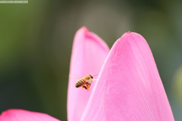 五福圳自行車道: 賞荷趣☼清水趙家古厝&五福圳自行車道~103.05.31