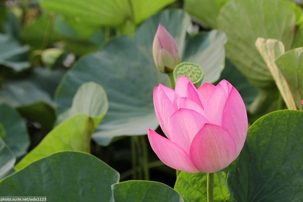 五福圳自行車道: 賞荷趣☼清水趙家古厝&五福圳自行車道~103.05.31