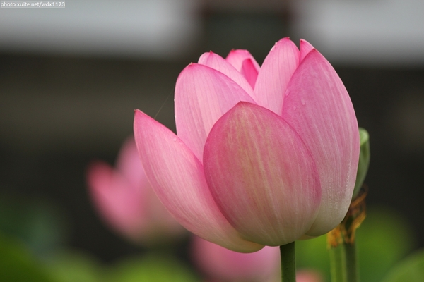 五福圳自行車道: 賞荷趣☼清水趙家古厝&五福圳自行車道~103.05.31