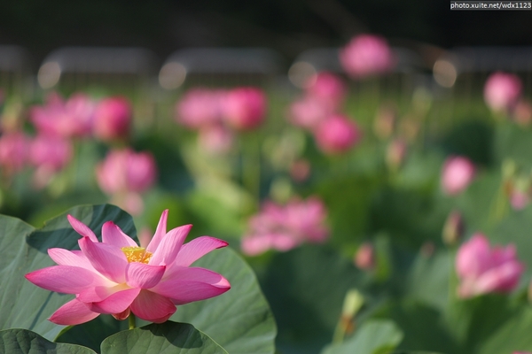 五福圳自行車道: 賞荷趣☼清水趙家古厝&五福圳自行車道~103.05.31