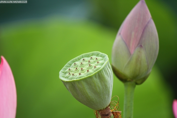 五福圳自行車道: 賞荷趣☼清水趙家古厝&五福圳自行車道~103.05.31