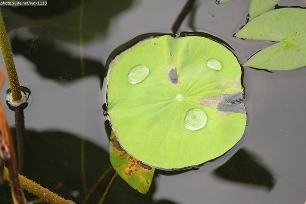 五福圳自行車道: 賞荷趣☼清水趙家古厝&五福圳自行車道~103.05.31
