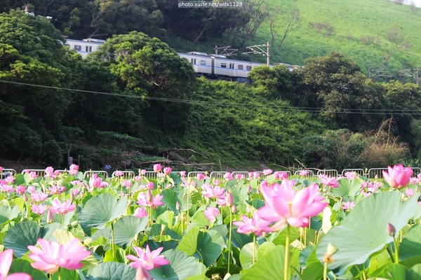 五福圳自行車道: 賞荷趣☼清水趙家古厝&五福圳自行車道~103.05.31