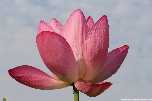 五福圳自行車道: 賞荷趣☼清水趙家古厝&五福圳自行車道~103.05.31