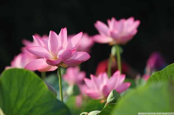 五福圳自行車道: 賞荷趣☼清水趙家古厝&五福圳自行車道~103.05.31