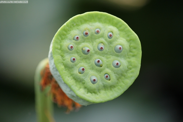 五福圳自行車道: 賞荷趣☼清水趙家古厝&五福圳自行車道~103.05.31