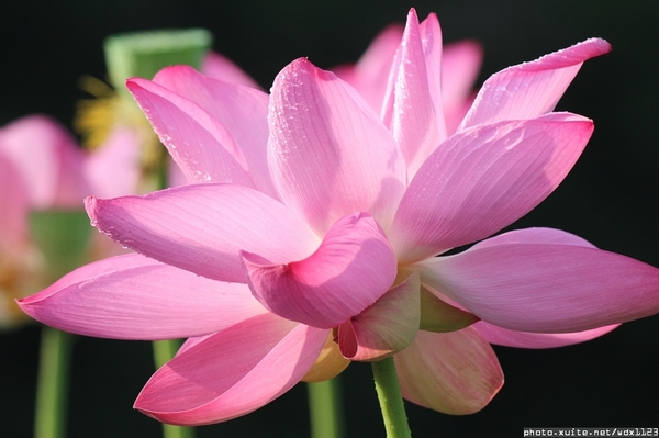 五福圳自行車道: 賞荷趣☼清水趙家古厝&五福圳自行車道~103.05.31