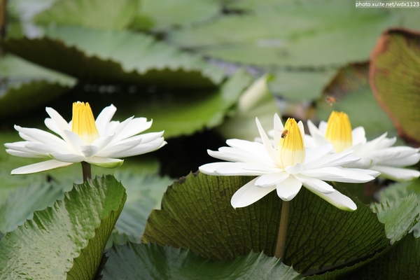 五福圳自行車道: 賞荷趣☼清水趙家古厝&五福圳自行車道~103.05.31