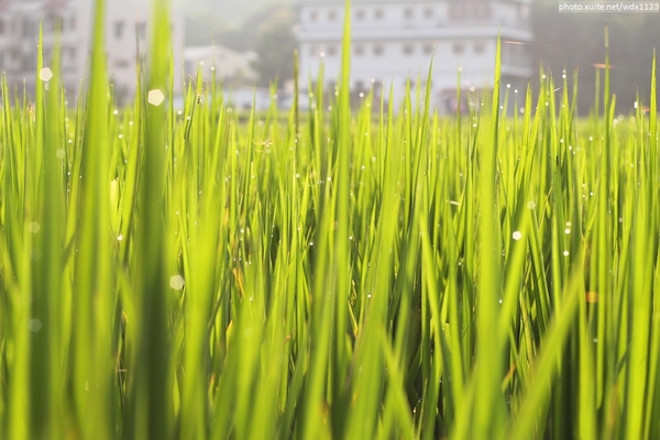 五福圳自行車道: 賞荷趣☼清水趙家古厝&五福圳自行車道~103.05.31