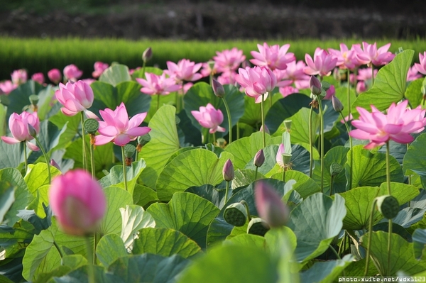 五福圳自行車道: 賞荷趣☼清水趙家古厝&五福圳自行車道~103.05.31