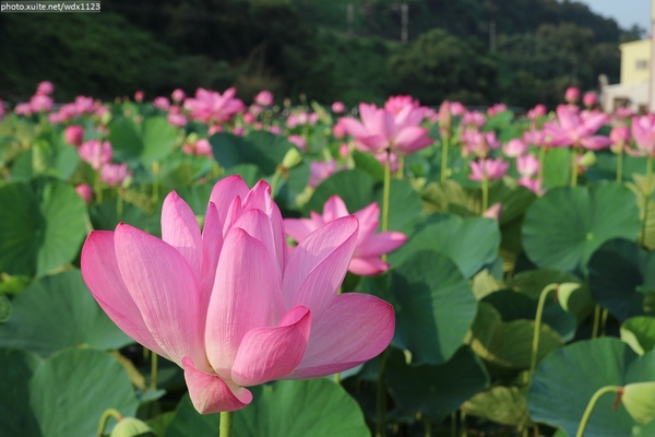 五福圳自行車道: 賞荷趣☼清水趙家古厝&五福圳自行車道~103.05.31