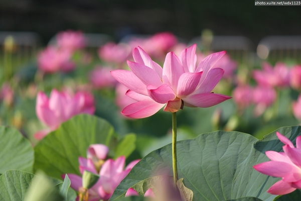 五福圳自行車道: 賞荷趣☼清水趙家古厝&五福圳自行車道~103.05.31