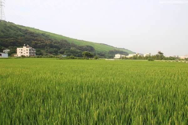 五福圳自行車道: 賞荷趣☼清水趙家古厝&五福圳自行車道~103.05.31