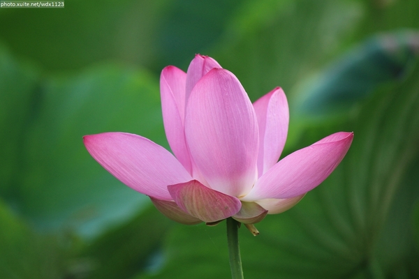 五福圳自行車道: 賞荷趣☼清水趙家古厝&五福圳自行車道~103.05.31