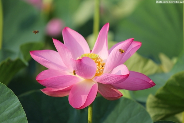 五福圳自行車道: 賞荷趣☼清水趙家古厝&五福圳自行車道~103.05.31
