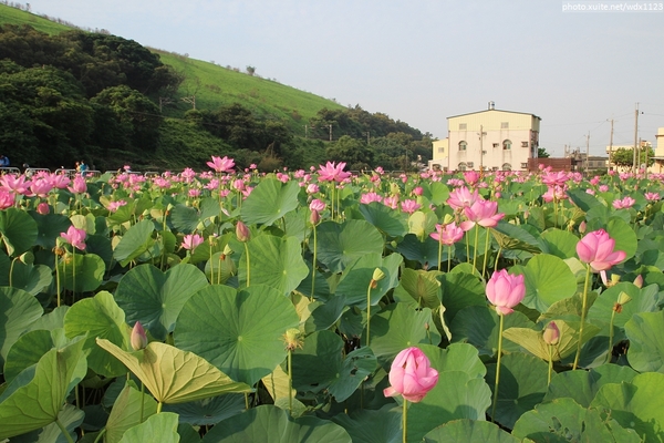 五福圳自行車道: 賞荷趣☼清水趙家古厝&五福圳自行車道~103.05.31