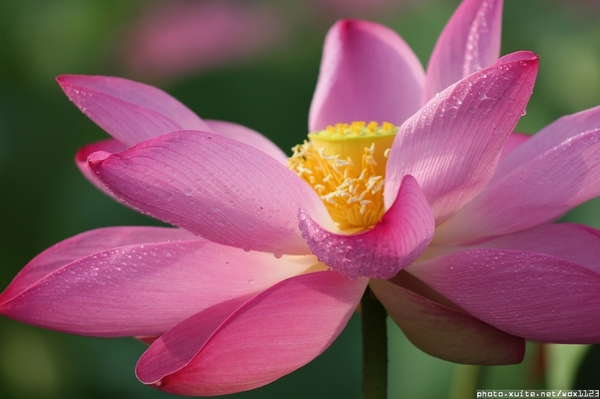 五福圳自行車道: 賞荷趣☼清水趙家古厝&五福圳自行車道~103.05.31