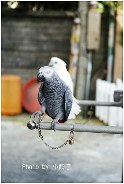 Le Coq公雞咖啡:三芝淺水灣「Le Coq」聽見海浪的聲音