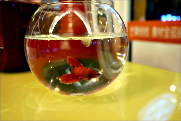 芒果恰恰冰館(台北光復總店)：【芒果恰恰冰館/台北光復總店】台灣之光！真材實料＂愛文芒果冰＂熱銷全亞洲